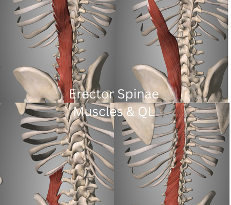 Erector Spinae Muscles