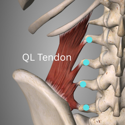 QL Tendon