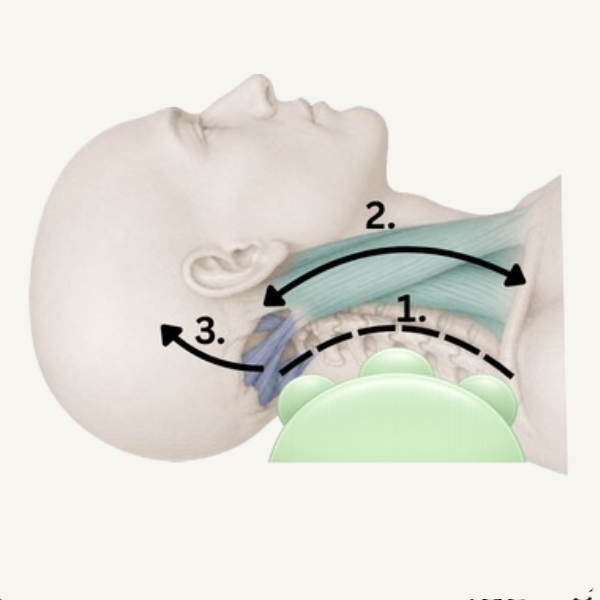 Neck IQ & Alignment